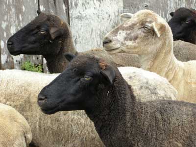 flock2
