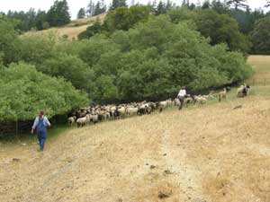 herding