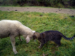 sheepcat.jpg