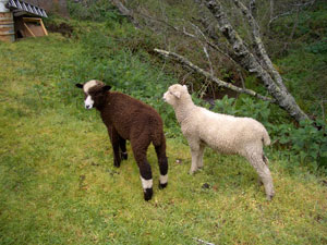2sheep