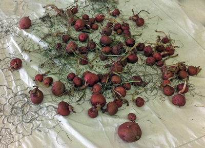 the potatoes